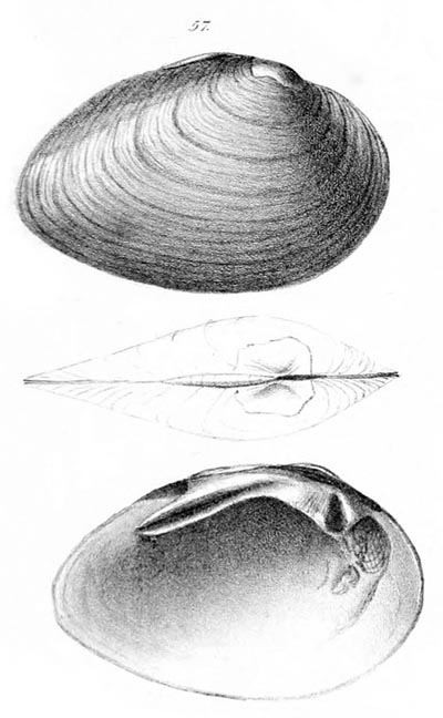 specimen image from publication