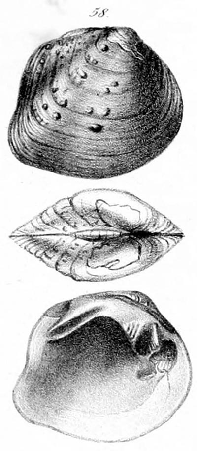 specimen image from publication