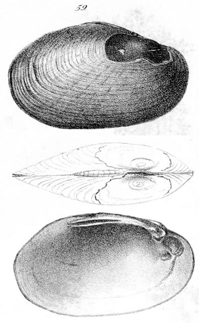 specimen image from publication