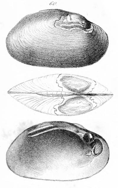 specimen image from publication