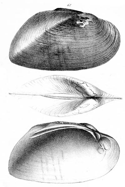 specimen image from publication