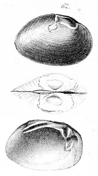 specimen image from publication