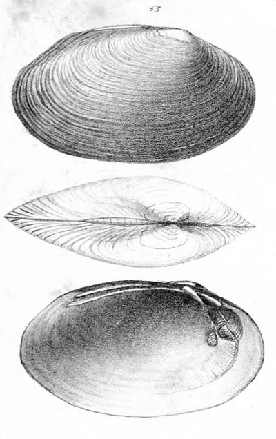 specimen image from publication