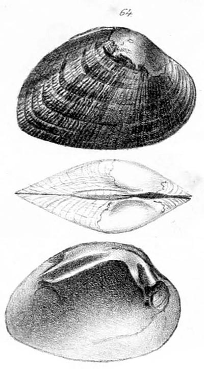 specimen image from publication