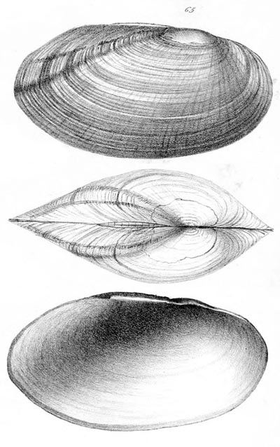 specimen image from publication