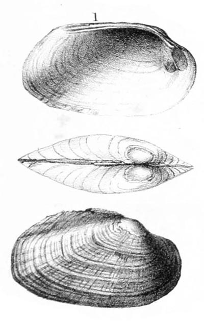 specimen image from publication