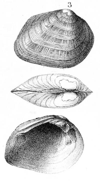 specimen image from publication