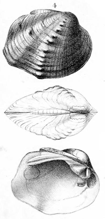 specimen image from publication