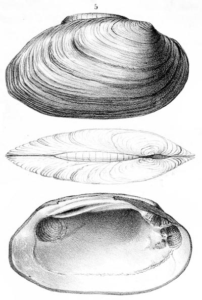 specimen image from publication