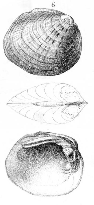 specimen image from publication