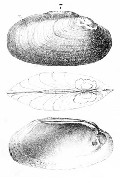 specimen image from publication