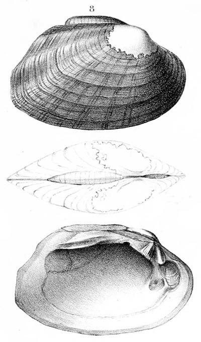 specimen image from publication