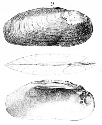 specimen image from publication
