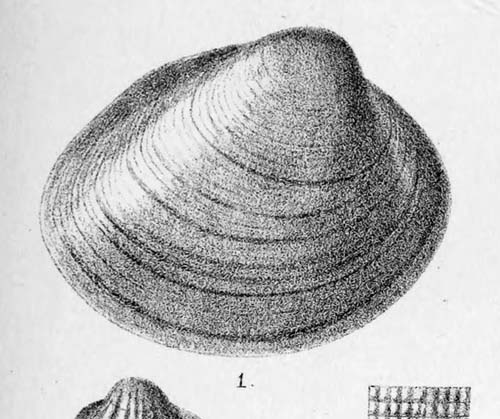 specimen image from publication