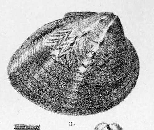 specimen image from publication