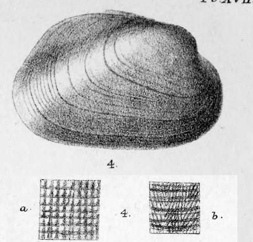 specimen image from publication