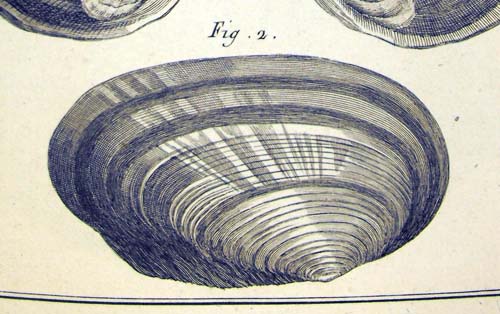 specimen image from publication