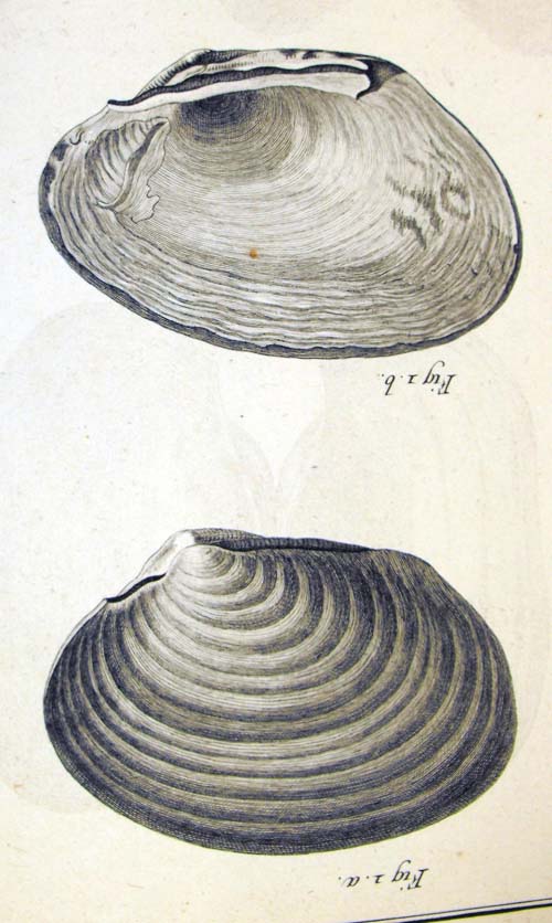 specimen image from publication