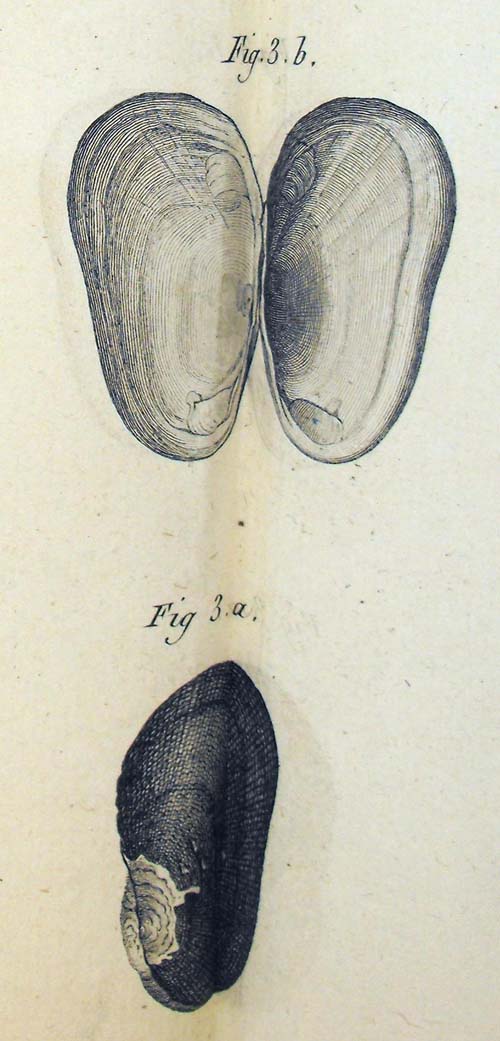 specimen image from publication