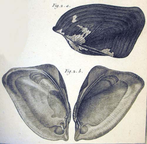 specimen image from publication