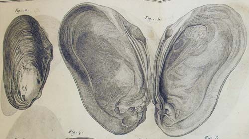 specimen image from publication