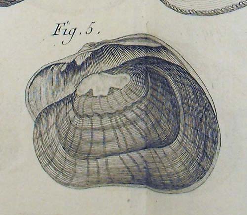 specimen image from publication