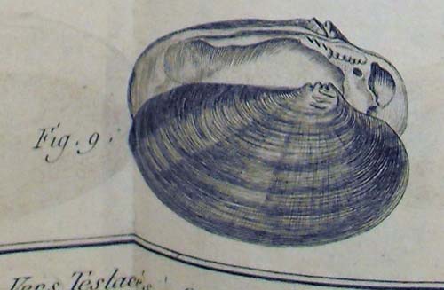 specimen image from publication