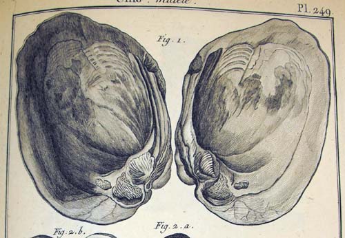 specimen image from publication