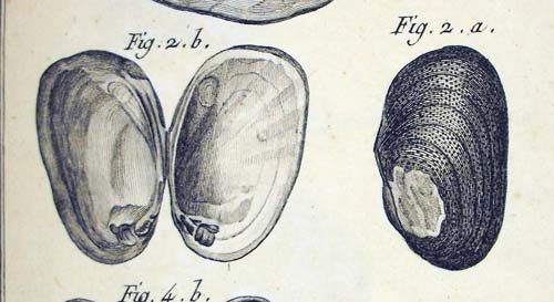 specimen image from publication