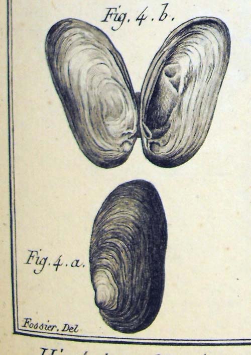 specimen image from publication