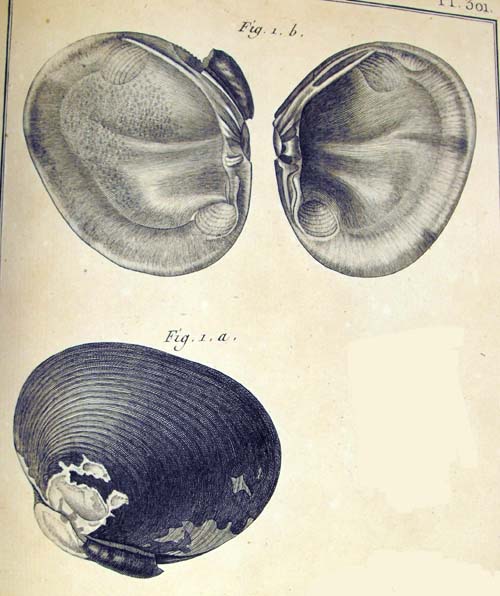 specimen image from publication