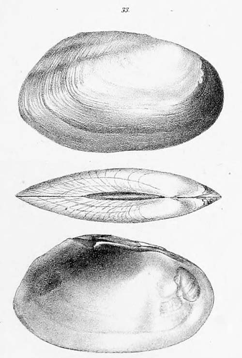 specimen image from publication
