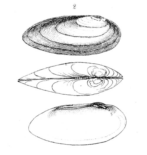 specimen image from publication