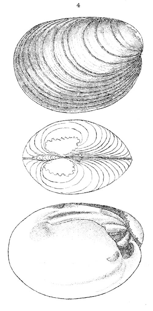 specimen image from publication