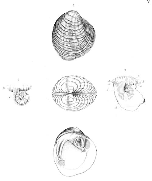 specimen image from publication