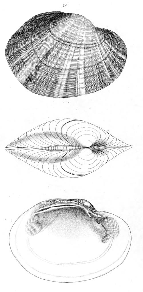 specimen image from publication