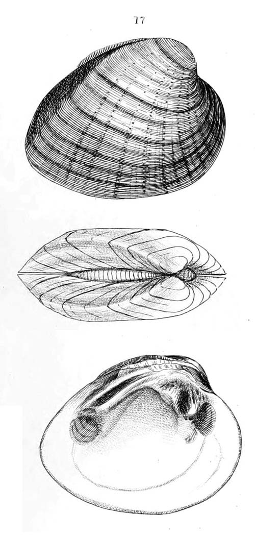 specimen image from publication