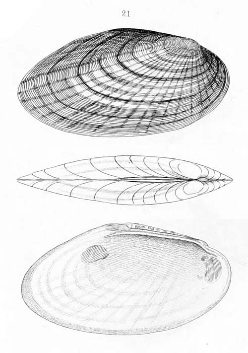 specimen image from publication