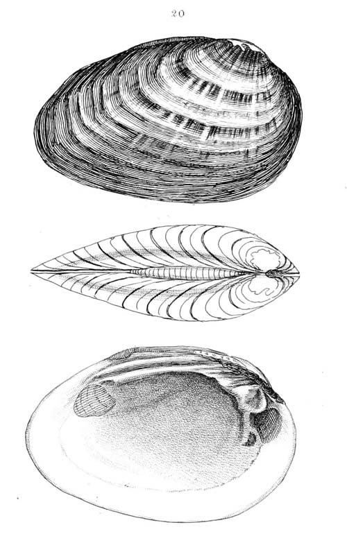 specimen image from publication
