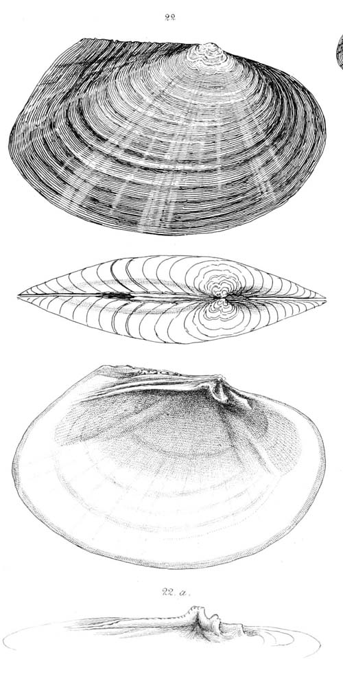 specimen image from publication
