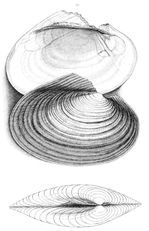 specimen image from publication