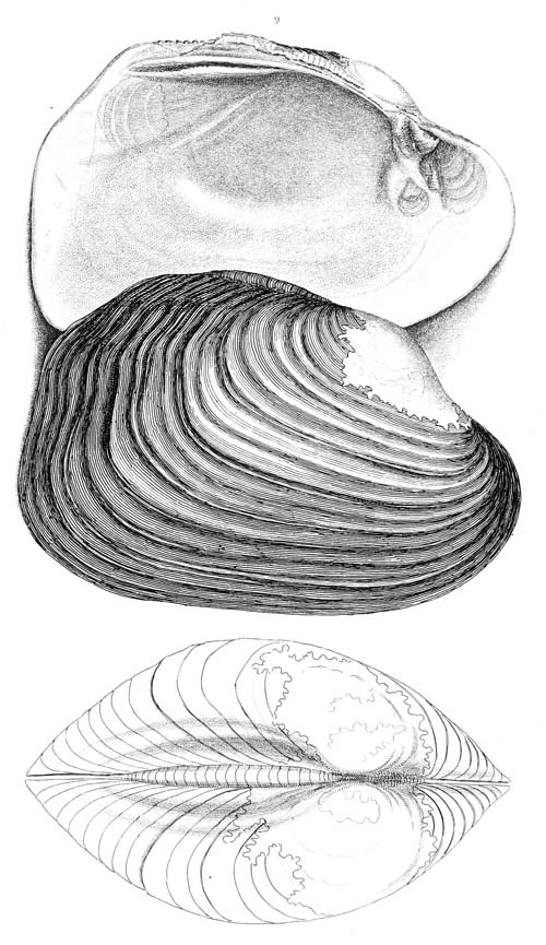 specimen image from publication