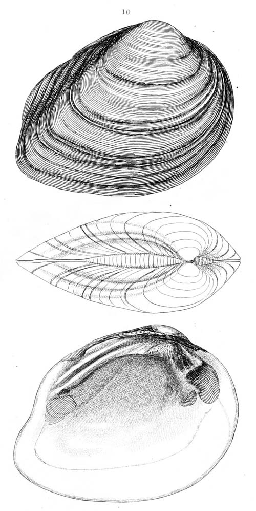 specimen image from publication