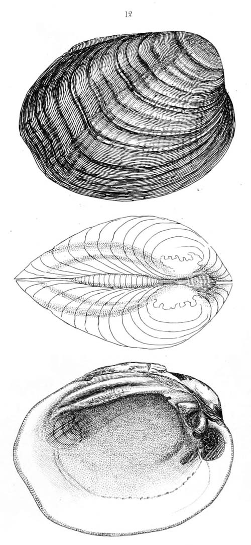specimen image from publication