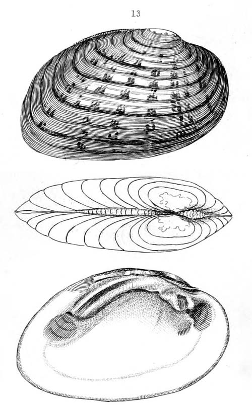 specimen image from publication
