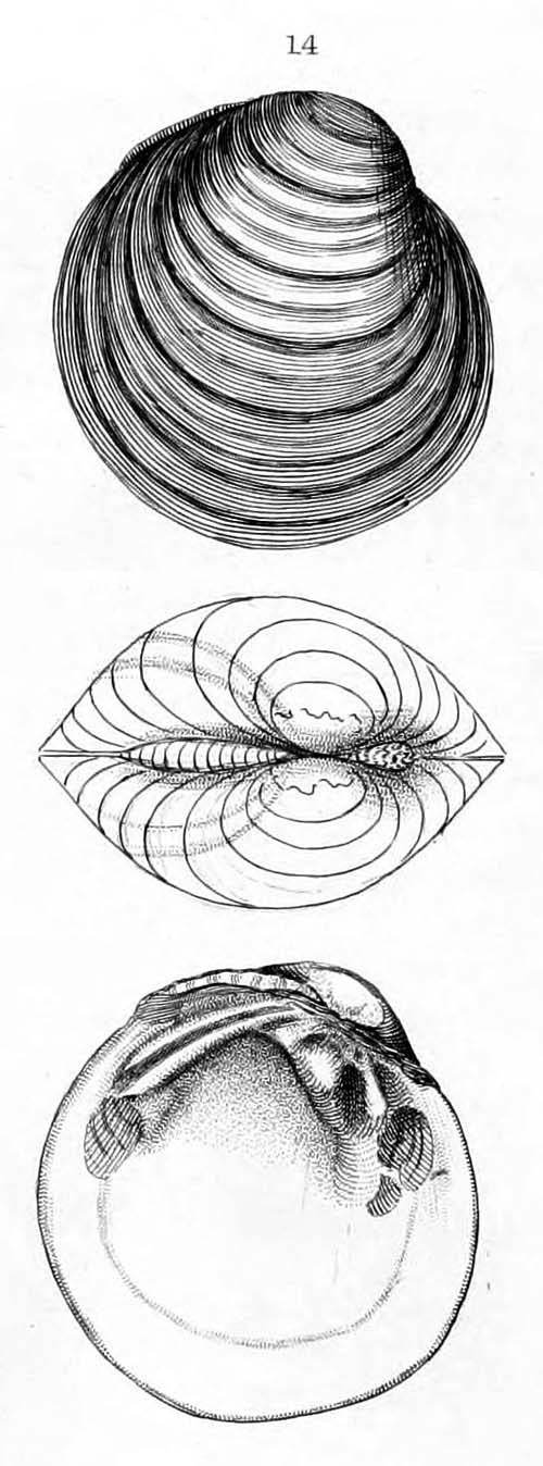 specimen image from publication