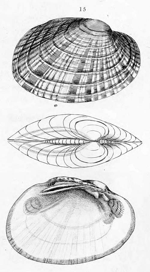 specimen image from publication