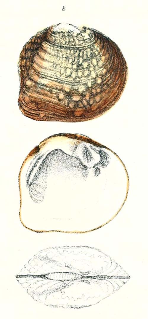 specimen image from publication