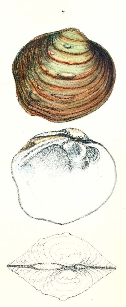 specimen image from publication
