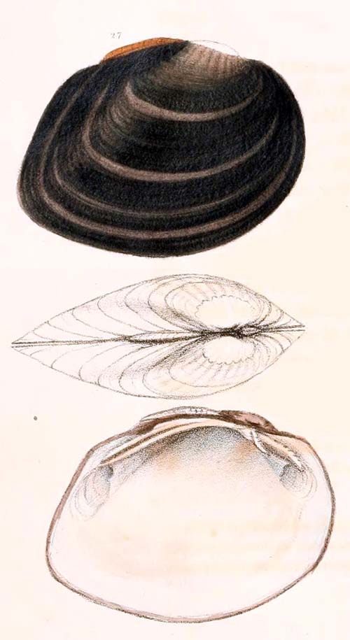 specimen image from publication